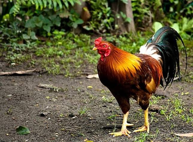 Ayam Kampung Petarung - Digdaya Mediatama