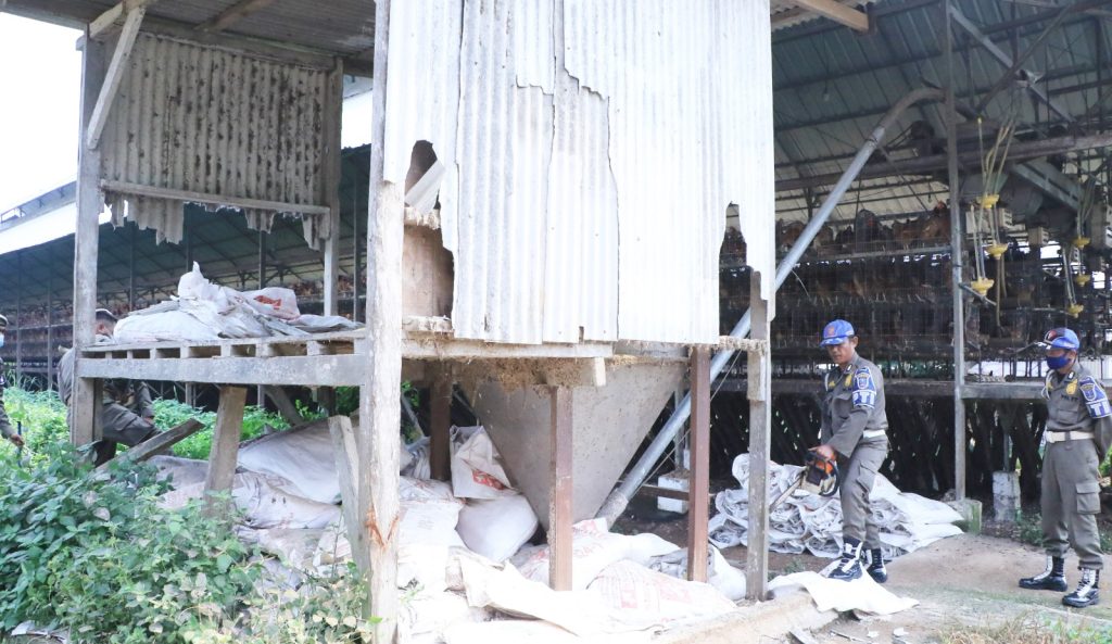 Peternakan Ayam di Cikeusal Kabupaten Serang Dibongkar Satpol PP